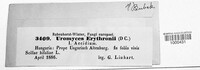 Uromyces erythronii image